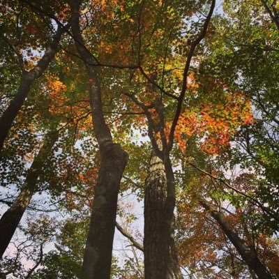 Herbarium curator of TI, Japan