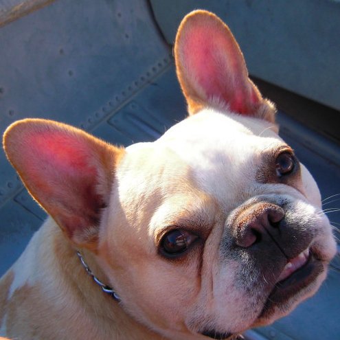 French Bulldog. Star of The Great Grisby by Mikita Brottman