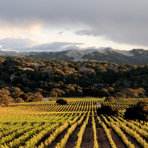 The Foxen Wine Trail is made up of some of the most well-known wineries and establishments in Santa Barbara County.
foxentrail@gmail.com