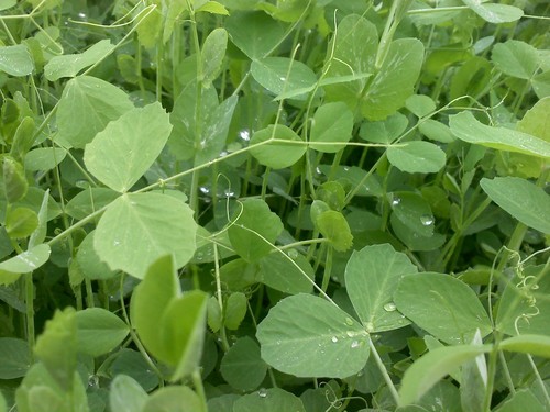 CornercopiaFarm's profile picture. Cornercopia is the certified organic student-run farm of the University of Minnesota's Twin Cities campus.