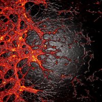 The Sapieha Lab (@psapieha) 's Twitter Profile