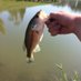 MHS Fishing Club (@fishing_mhs) Twitter profile photo MHS Fishing Club (@fishing_mhs) Twitter profile photo