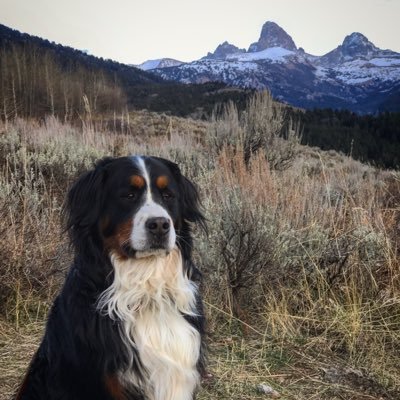 We are three Bernese Mountain Dogs, named who moved from New Hampshire to Jackson Hole Wyoming , FOLLOW me on Instagram @BerneseMntnDog ‼️