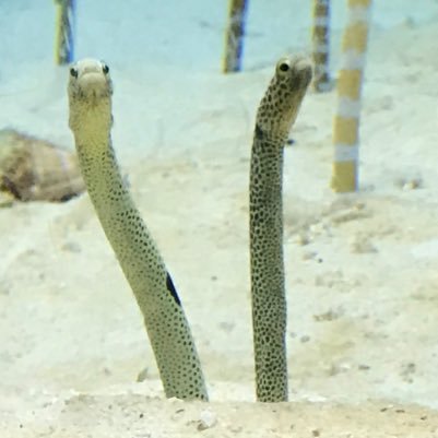 SSJLUCY's profile picture. ヒーローになりたいな。