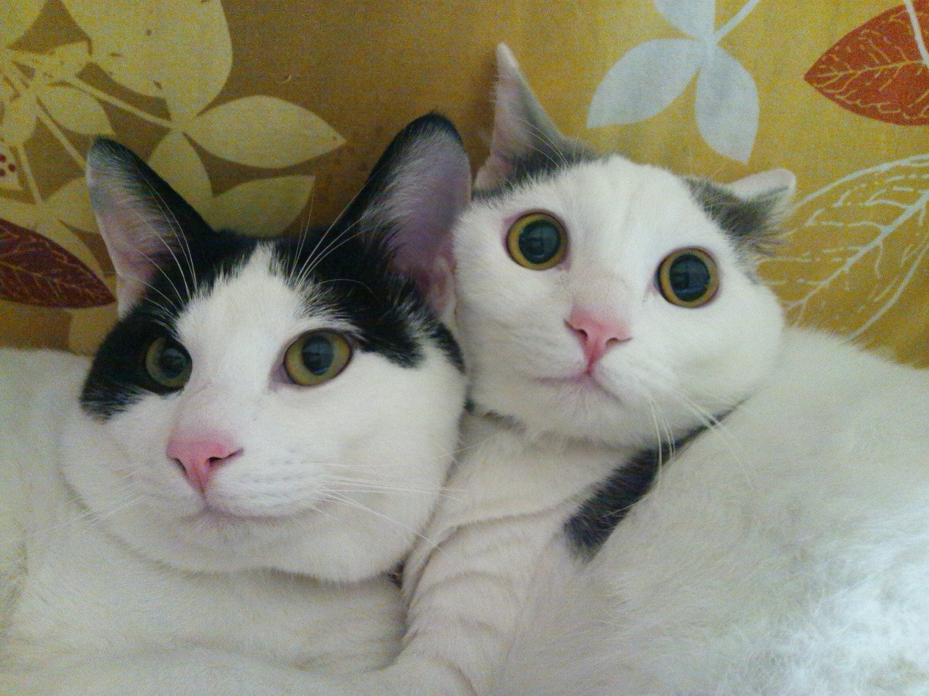 我が家の猫、ジャックとエン（2015年5月に譲渡会にて巡り合う）の日常を主につぶやきます。現在は愛猫をかわゆく撮るために一丸レフを練習中。ヲタ垢→@mamepuchipuchi