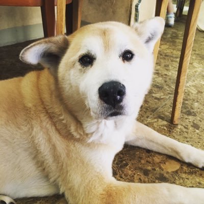Ron 秋田犬mixロン Rooooooonchan Twitter