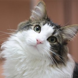 ihunukin's profile picture. 猫好きのメガネ