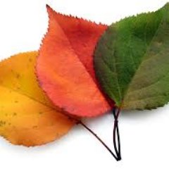 LaddoChucky's profile picture. 