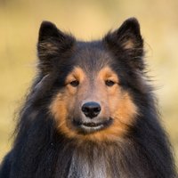 Dog-O-Holic (@aashiarsharsh) 's Twitter Profile