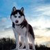 Scarborough (@scarbor_husky) Twitter profile photo Scarborough (@scarbor_husky) Twitter profile photo
