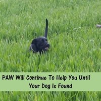 PAW (@pawdogsinneed) 's Twitter Profile