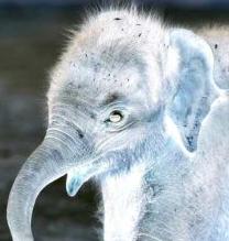 shufflesdrkside's profile picture. The Light Side makes fools of us both @MisterShuffles - The Dark Side must speak for Himself.