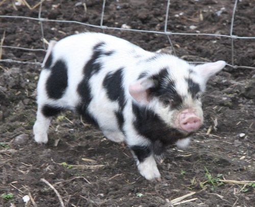 Surrey based smallholding rearing rare breed pigs and chickens.  We also have 3 colonies of bees.