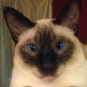 AmbUrbz's profile picture. Meow