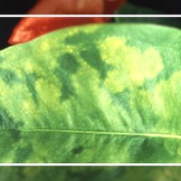 LOEWE Biochemica (@loewebiochemica) 's Twitter Profile