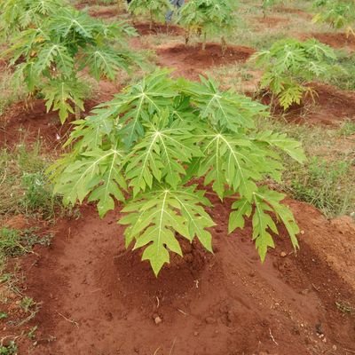 arunkumar8125's profile picture. 