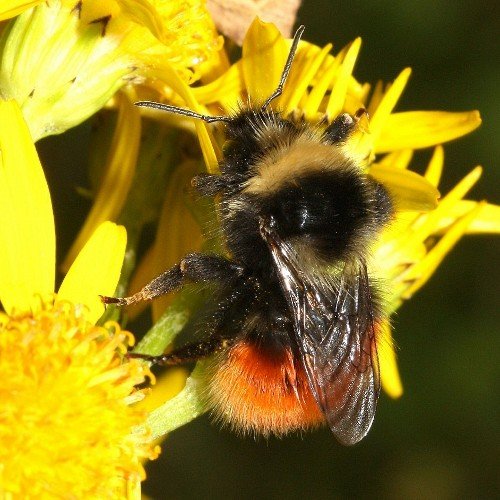 The Pollinating the Peak project finished in Dec 21. Please follow @BumblebeeTrust for the Trust’s latest projects.
🏆 National Lottery Project of the Year 2021