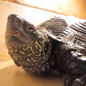 Ninja turtles live in the indoor pond peacefully.It is commonly said that watching turtle brings you relaxed and a peace of mind(key to enjoy your life fully).