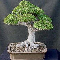 Kevin Stump - Bonsai (@kmstump13) 's Twitter Profile