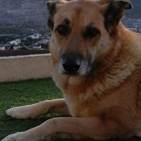 Ziggy Heuer (@ziggyheuer) 's Twitter Profile