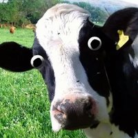 vagrantcow(@vagrantcow) 's Twitter Profile Photo