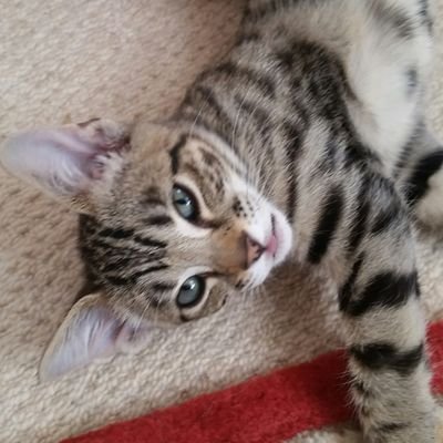 51cc8640349140a's profile picture. 