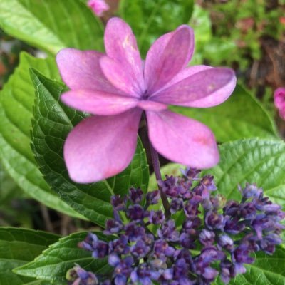 ADnih5's profile picture. 宝塚大好きです！