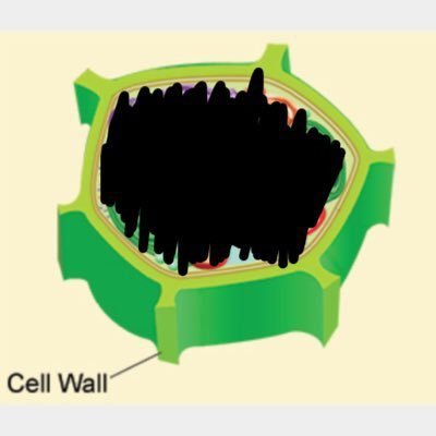 download cell wall download cell wall