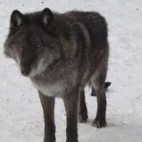 She Wolf (@mamabea39133393) Twitter profile photo