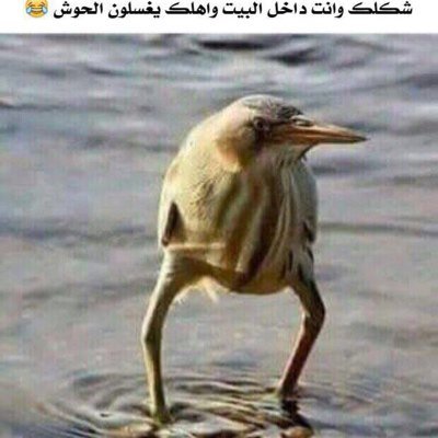 فحل سادي ولكن بذوق