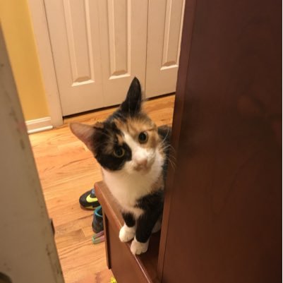 kelpattison's profile picture. 