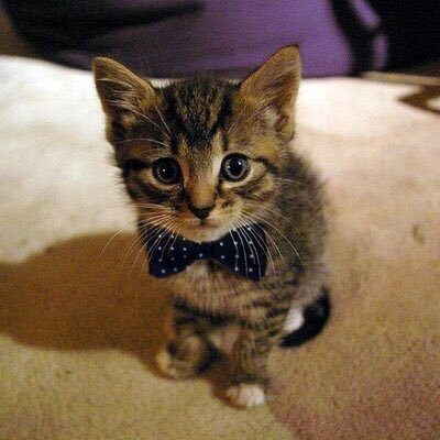 What's up, my name is mike I grew up in Denver. Back in school for my bachelors in business.