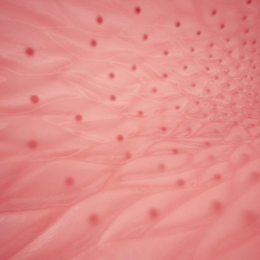 Calum Wilson Profile