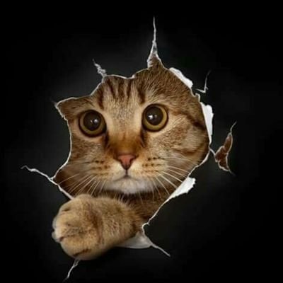 devorazyu's profile picture. 