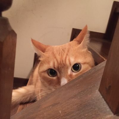 romantiksucide1's profile picture. キャスアカ