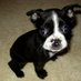 Puppies for Sale (@puppiessale) Twitter profile photo Puppies for Sale (@puppiessale) Twitter profile photo