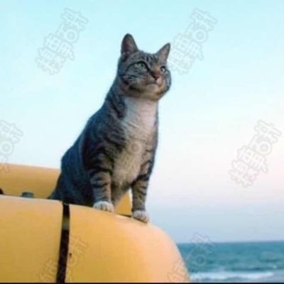 anythinkbing's profile picture. programmer