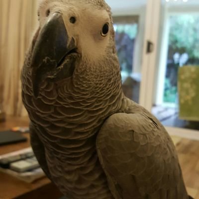 lacaztolle's profile picture. 