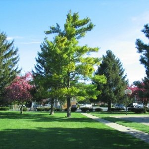 Green Meadow Apartments are located on Napoleon Road in BG. We provide laundry room facilities,24 hour maintenance,swimming pool,basketball court & free parking