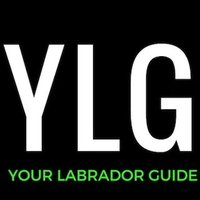 Your Labrador Guide (@yourlabguide) 's Twitter Profile Photo Your Labrador Guide (@yourlabguide) 's Twitter Profile Photo