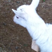 ルナママ (@luna_chan_mama) 's Twitter Profile Photo ルナママ (@luna_chan_mama) 's Twitter Profile Photo