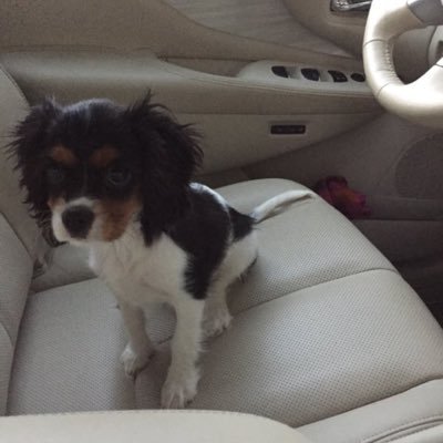 StbDogs's profile picture. Dogs of Students of St. Bernard's in Fitchburg, MA. DM us pictures or Videos of your dogs for us to post IG: dogsofstb