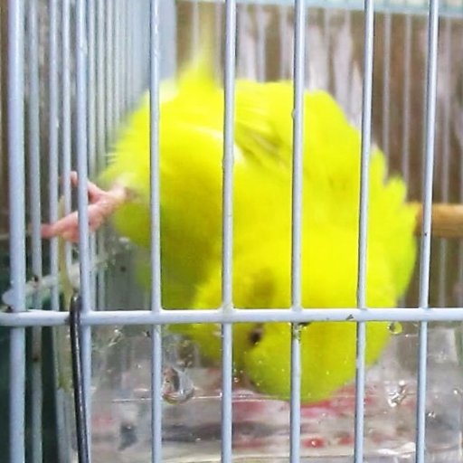 ボタンインコ・セキセイ・マメリルハ・コザクラインコの4羽がいます。鳥いない生活は無理…
ネットでよそ様のインコ・アヒルその他動物見るのが楽しいオバちゃん。