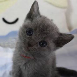 ずぅっと猫ちゃんと遊んでいたい😻特に、ロシアンブルーの猫ちゃんにメロメロです♡見ているだけで癒される画像、動画を共有していきますっ☆★