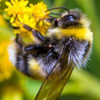 savethebees (@savethehoney) 's Twitter Profile