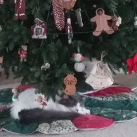 Patricia Johnson (@trishaj2058) 's Twitter Profile