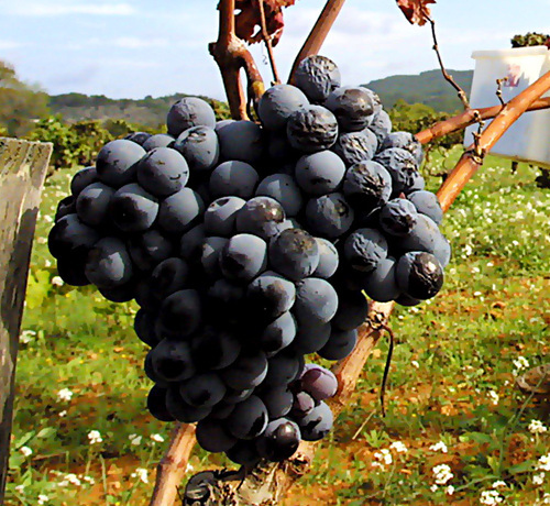 lavinicola's profile picture. Descubriendo los placeres del vino, de las redes sociales, de la vida sin siglas. Trabajo y me cuido sin anglicismos. Amante de la velocidad y la F1