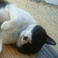 ayamaru (@ayamarut) Twitter profile photo