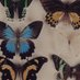 Lescollectionsdelum (@collections_um) Twitter profile photo Lescollectionsdelum (@collections_um) Twitter profile photo