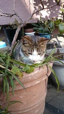 どうぶつ好き、特にネコがたまりません😺😺😺チームクズバニラ😺😺😸